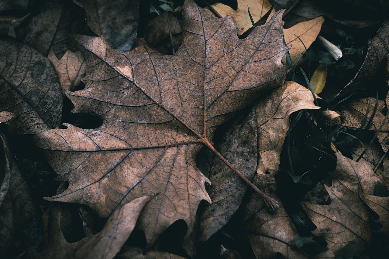 The Role of Seasonal Crops in Eco-Friendly Farming
